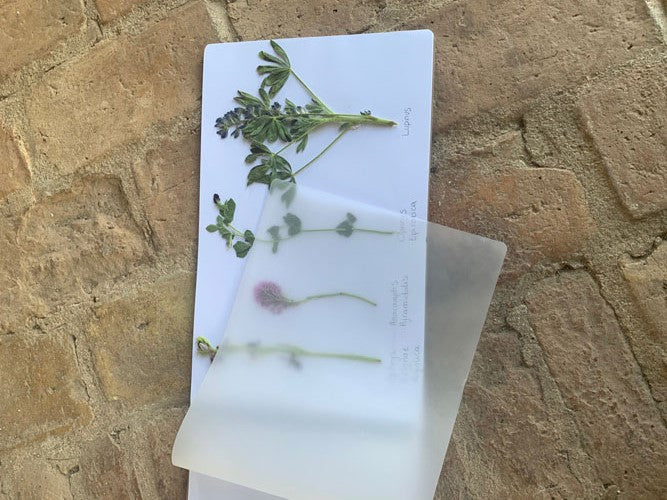 Create With AGS: Herbarium